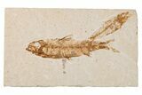 Two Detailed Fossil Fish (Knightia) - Wyoming #204502-1